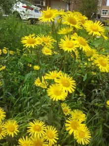 花儿花儿， 你真美