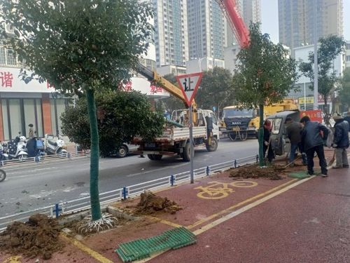 未来行道树景观设计中的明星树木