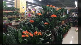 陈寨花卉市场，晚上还嫩逛吗？