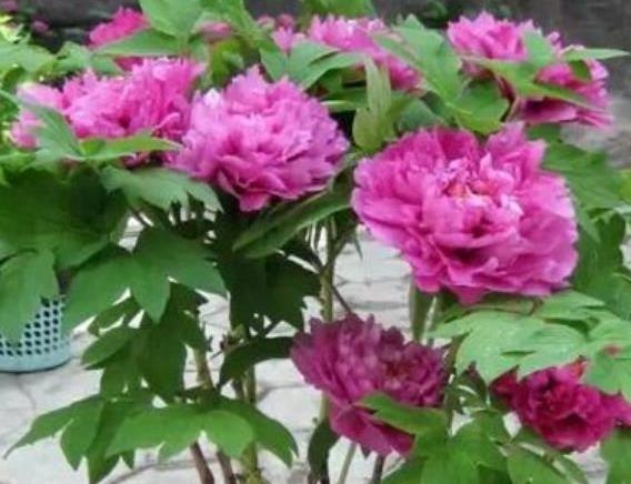 牡丹吊兰，既美又好吃