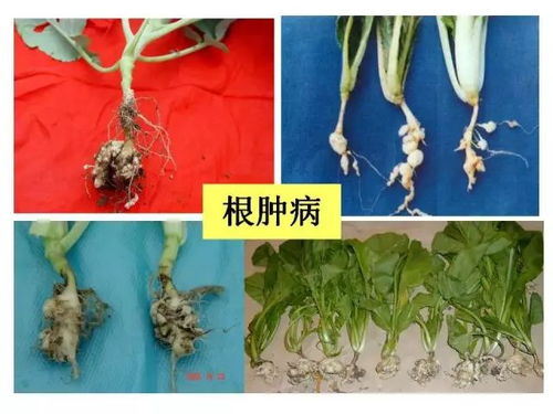 12.5%氟环唑悬浮剂不同药量防范籼粳杂交稻稻曲病效果研究作者:许幼青董涛海来源:《现代农业科技》