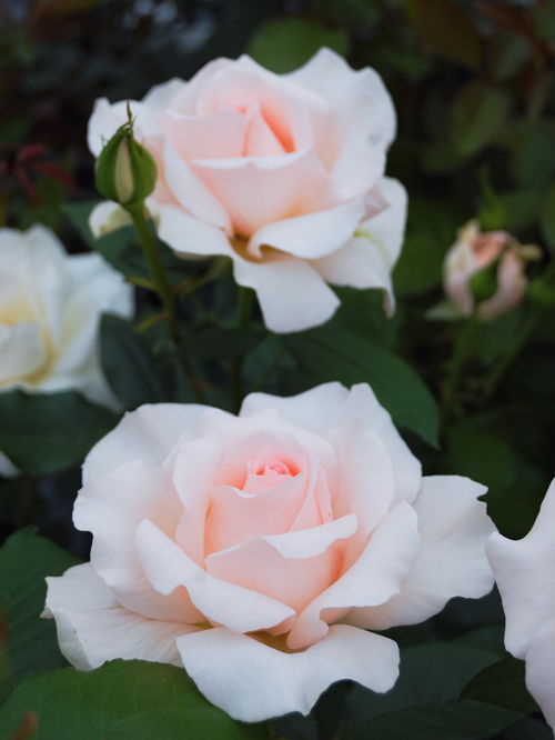 月季之美， 尚多斯美人月季的香韵流转