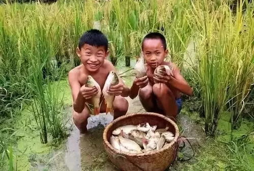 鱼米双，乡里藏着丰收的秘密