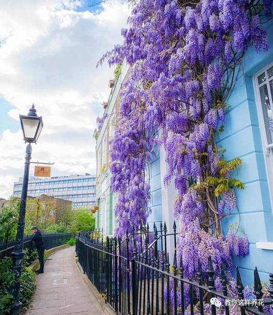紫藤树种院子里好不好？