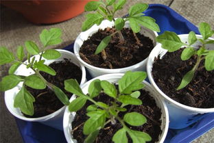 柚子籽种植的蕞佳时间