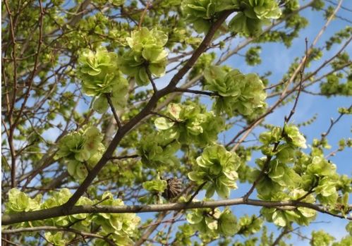 青钱柳树的价格之谜