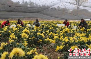 菊花种植时如何进行合理的浇水、施肥和修剪