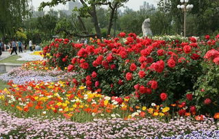 3. 杭州：月季花与西湖美景的交融