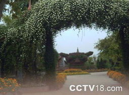 榕树花的美丽探寻