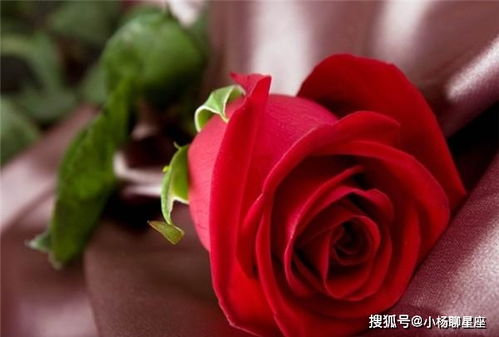 双6玫瑰，爱情如心
