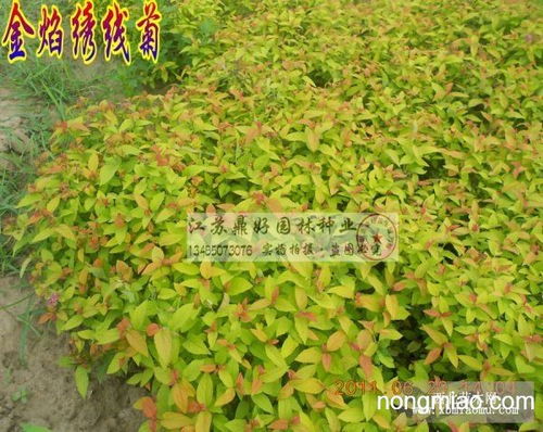 如何科学选种和繁殖绣线菊，从播种到养护