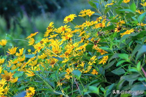 蛇莓：山民的“林下银行”