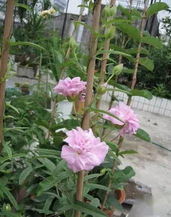 藤本植物，爬墙的小Neng手