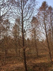 寻找中山杉与池杉的宝藏之地