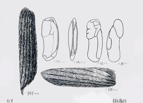 感官与放大镜下的观察