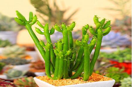 修剪，别让光棍树成“光棍”