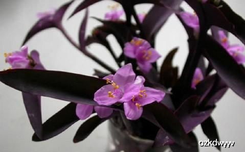 紫色绒毛， 秘密在这里