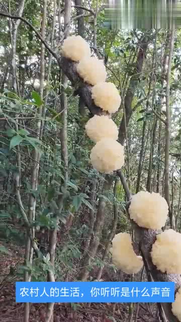 白木耳长在什么树上？想知道的都在这里
