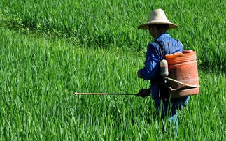 不同农药的影响