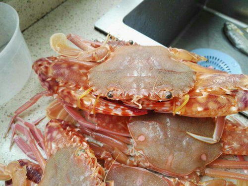 梭子蟹非飞蟹，属不同蟹种