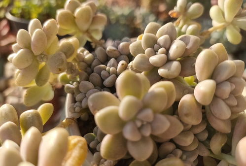 肥料与病虫害防治