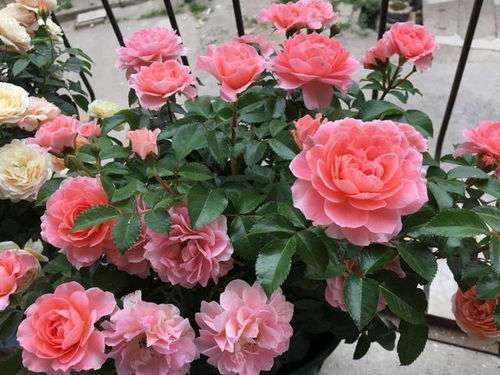 网购月季花的那些“坑”，你中了几招？