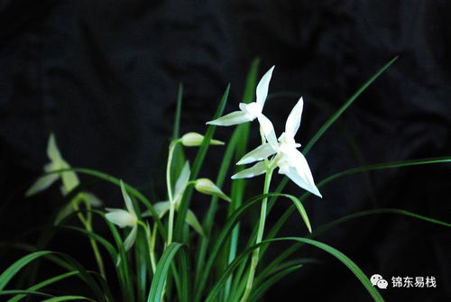 兰花：形态特殊的耐寒花
