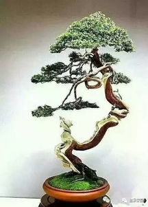 五针松换盆的时机讲究