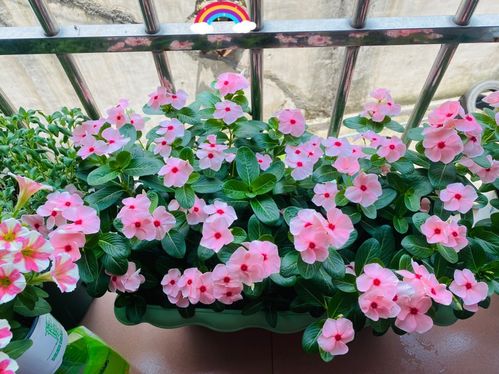 北方种植， 收益翻倍