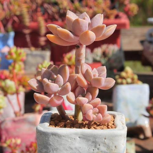 光照与遮阴，温度的掌控