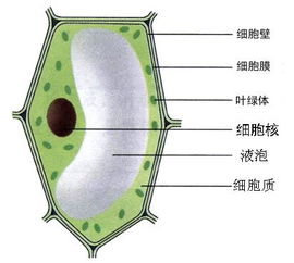 如何区分叶绿体和叶绿素？