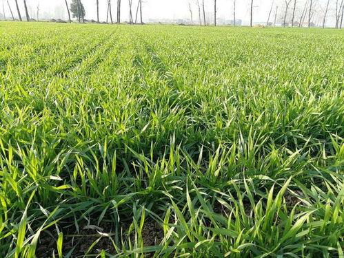 小心使用，别让除草剂变成“毁草剂”