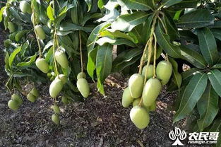 咪酰胺：多面手的保护伞