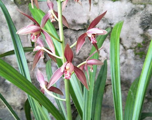 蕙兰的生长环境