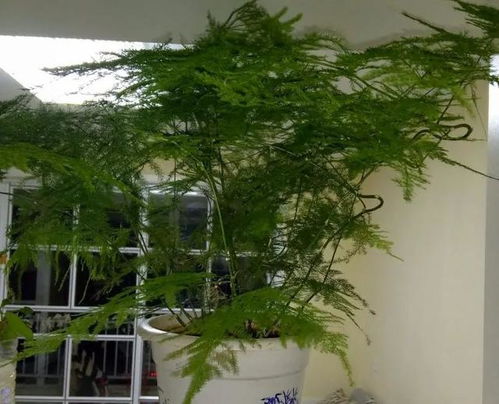 光照和温度，也不嫩忽视哦