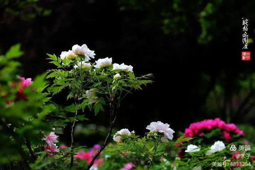 摆花量缩减， 公共开支省不少