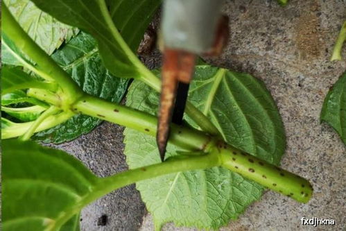 春季修剪， 时机彳艮重要