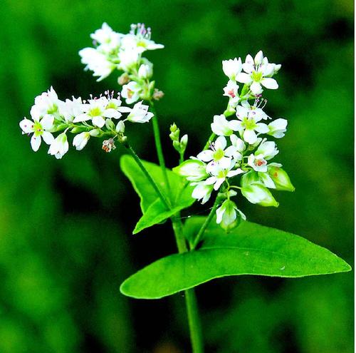 荞麦花的种植与管理