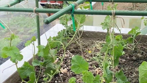 春天的种植，春天的希望