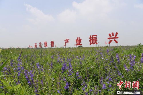 沟渠头村第四届藤蔓月季花季盛大开幕