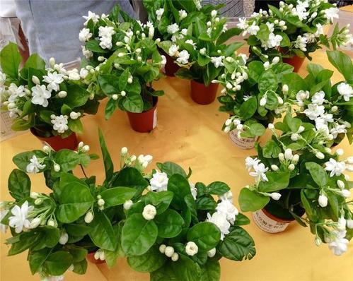 “香雪球盆栽，爆款花卉，一盆多株种植”