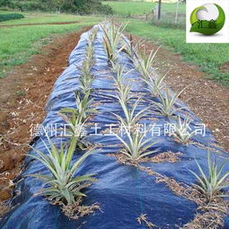 柠条：阳光下的守护者