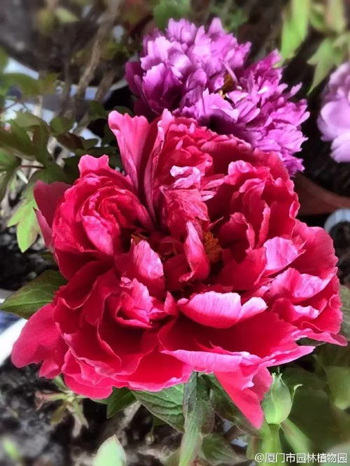 湖南植物园赏花时间表