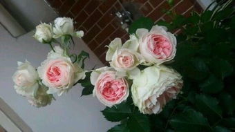 浇水要讲究方法