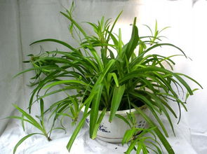 香茅草多年生植物，香氛绿植新宠