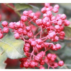 紫薇种子的种植深度