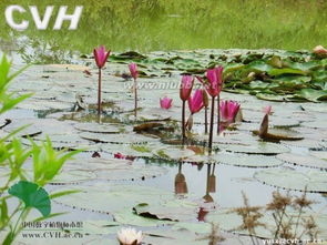 滨水植物的多样性