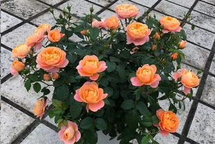 微型月季的小秘密