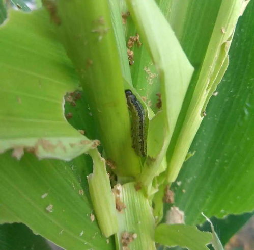 替代方法也不少， 环保又平安