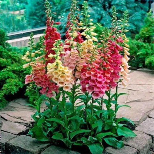 1. 灌木之外的植物类别